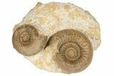 Jurassic Ammonites (Stephanoceras) - Fresney, France #191708-2
